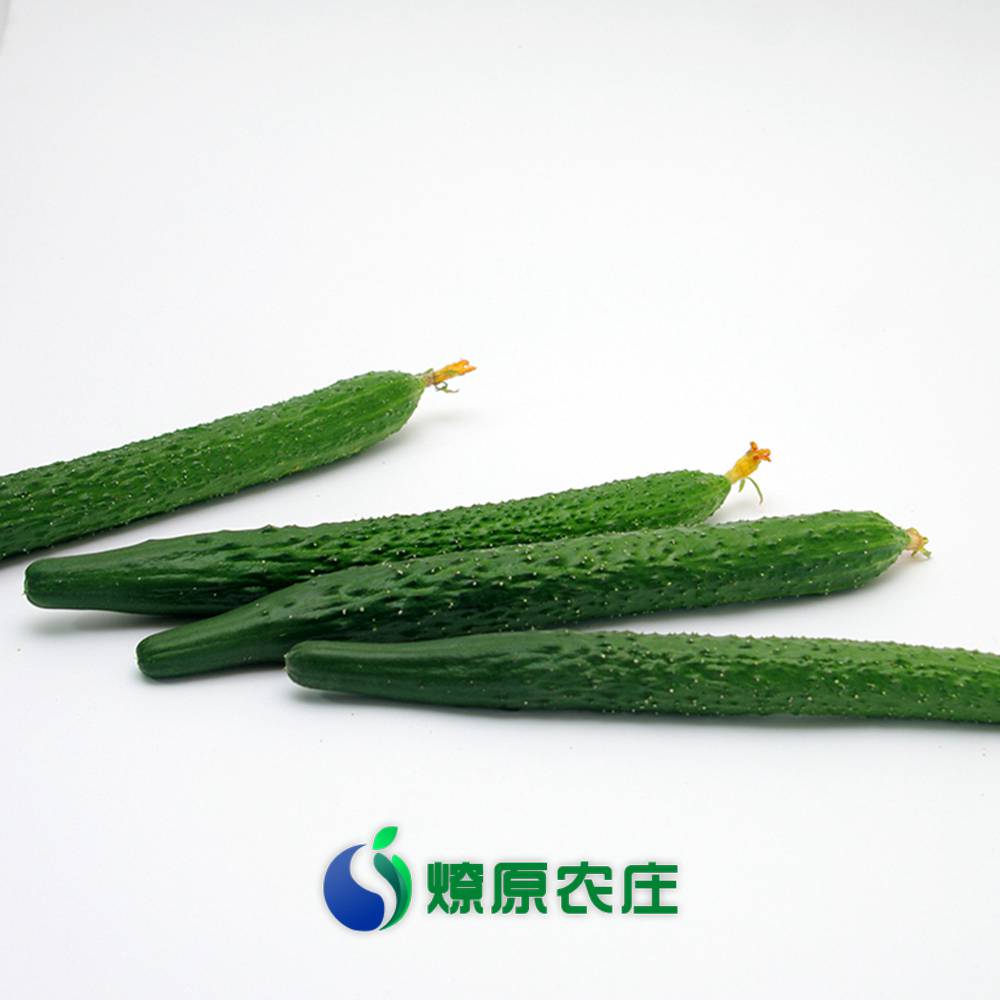 蔬菜名称:【燎原特惠】新鲜黄瓜绿色种植绿色无公害蔬菜新鲜青菜顺丰